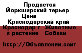 Продается Йоркширский терьер › Цена ­ 6 500 - Краснодарский край, Краснодар г. Животные и растения » Собаки   